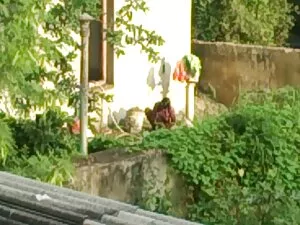 बड़ा बड़ा मुर्गा सह  ...